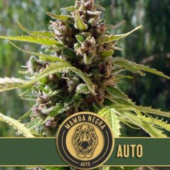 Blimburn Seeds Cannabisfrø Mamba Negra Auto