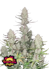 Fast Buds 420 Cannabis Seeds Tropicana smákökur Auto