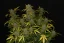 Fast Buds Cannabis Seeds Gelato Auto