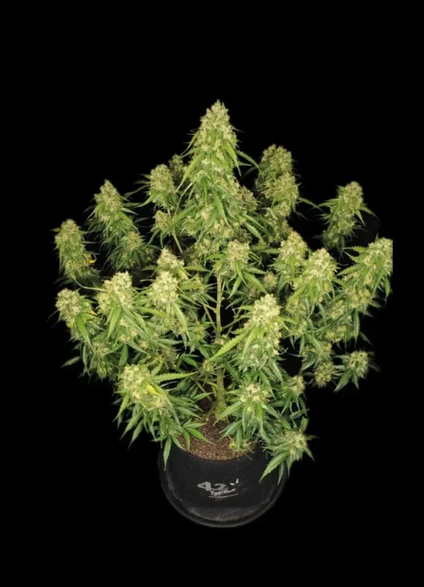 Fast Buds Cannabis Seeds Sur svartsjuka Auto