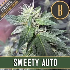 Blimburn Seeds Semena konoplje Sweety Auto