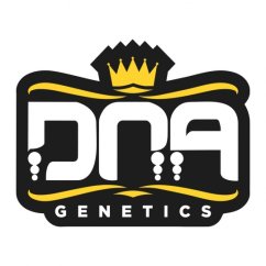 1x OG Kush (feminized seed from DNA Genetics)