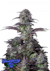 Fast Buds Sementes de Cannabis Blueberry Auto