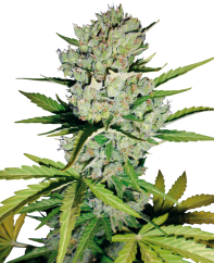 Sensi Seeds Насіння коноплі Super Skunk Automatic Feminized by White Label, 3-10 шт.