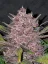 Fast Buds Cannabis Seeds Blackberry Auto