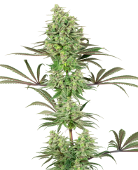 Sensi Seeds Cannabisfrø Double Banana Kush feminisert av White Label, 3-10 stk.