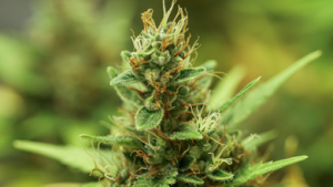 Wie man ausgetrockneten Cannabisblüten wieder Feuchtigkeit zuführt
