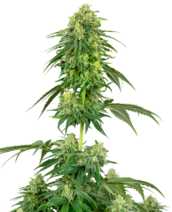 Sensi Seeds კანაფის თესლი მარწყვი კუში ფემინიზებული თეთრი ეტიკეტით, 3-10 ც.