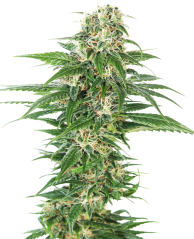 Sensi Seeds Cannabis Seeds Early Skunk Automatic® Feminized, 3-10 ks