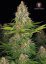 Cannapedia Kalender 2020 - Feminiserede Cannabisstammer + 1x feminiserede frø fra Seedstockers