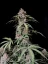 Fast Buds Sementes de Cannabis Amnesia Zkittlez Auto