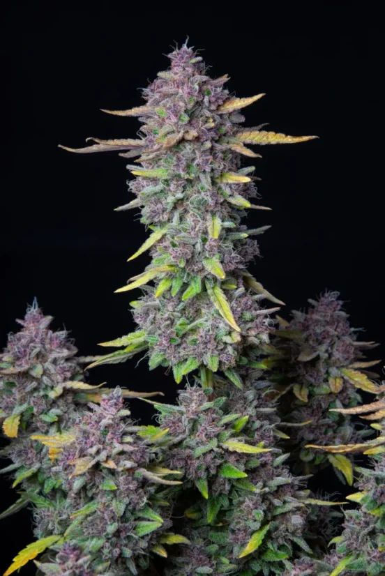 Fast Buds Cannabis Seeds Purple Punch Auto