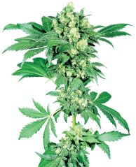 Sensi Seeds Насіння коноплі Maple Leaf Indica® Regular, 10 шт.