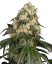 Sensi Seeds Cannabis Seeds White Biscotti OG XXL Feminized by White Label, 3-10 vnt.