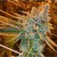 Fast Buds Cannabis Seeds West Coast OG Auto