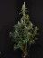 Fast Buds Cannabis Seeds Cheese Auto