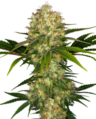 Sensi Seeds Cannabisfrø Afghani #1® Feminiseret, 3-10 stk.