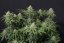 Fast Buds 420 Cannabis Seeds Wedding Cheesecake FF