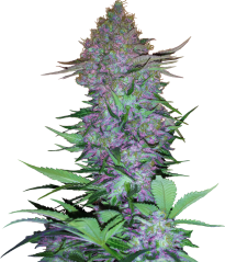 Sensi Seeds Hanfsamen Purple Skunk Automatic Feminisiert, 3-10 Stk