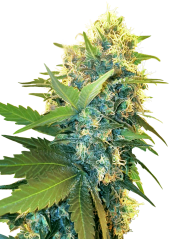 Sensi Seeds Cannabis Seeds Double Kush Cake Feminized, 3-10 kom