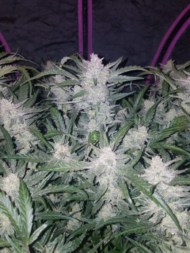 Fast Buds Sementes de Cannabis Mexican Airlines Auto