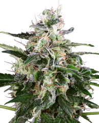 Sensi Seeds Cannabisfrø White Skunk Automatic Feminized by White Label, 3-10 stk