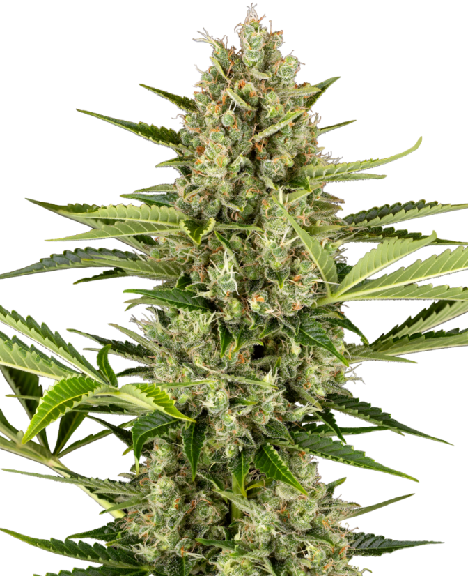 Sensi Seeds Cannabis Seeds Jack Herer Automatic Feminized, 3-10 db