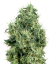 Sensi Seeds Cannabiszaden White Gold Feminized van White Label, 3-10 stuks