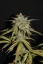Fast Buds 420 Cannabis Seeds Smoothie Auto
