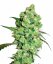 Sensi Seeds Cannabiszaden Super Skunk Regular van White Label, 10 stuks