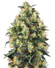 Sensi Seeds Hạt giống cần sa Super Skunk Automatic® Feminized, 3-10 hạt