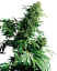 Sensi Seeds Cannabis Shiva Shanti® Regular, 10 шт.