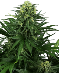 Sensi Seeds Żrieragħ tal-kannabis Honey Melon Kush Feminizzati, 3-10 pcs