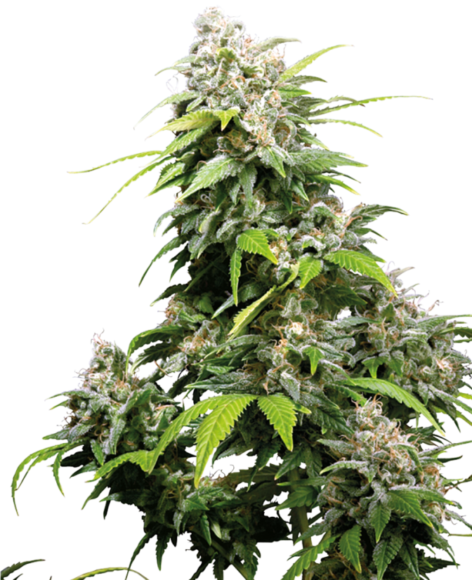 Sensi Seeds კანაფის თესლი California Indica® Regular, 10 ც.