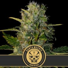 Blimburn Seeds Semena konoplje Santa Muerte Feminized