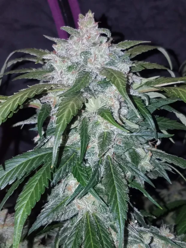 Fast Buds 420 Cannabis Seeds Tangie Auto