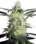 Sensi Seeds Cannabis Seeds Silver Haze® feminizēts, 3-10 gab.