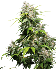 Sensi Seeds კანაფის თესლი California Indica® Regular, 10 ც.