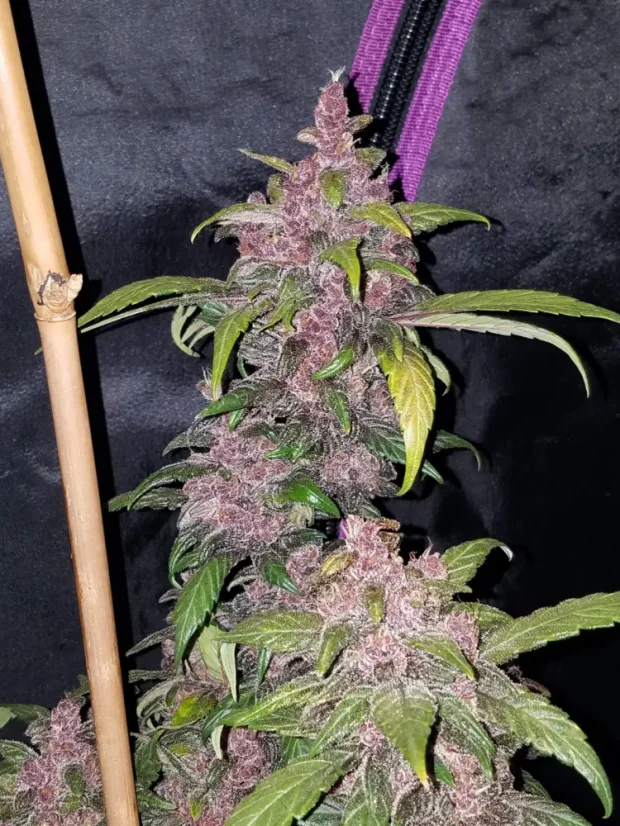 Fast Buds Kanepiseemned LSD-25 Auto