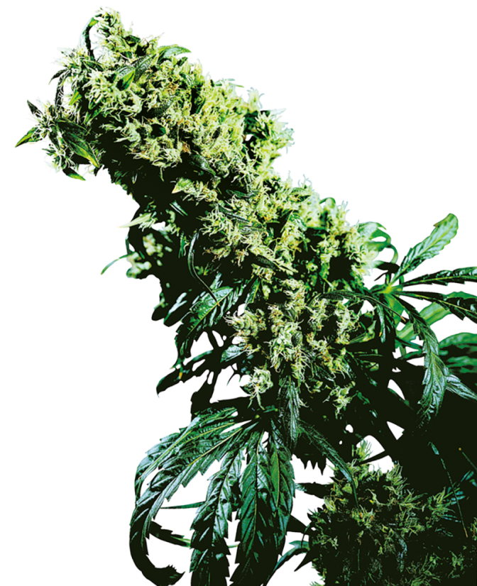 Sensi Seeds Насіння коноплі Northern Lights #5 X Haze® Feminized, 3-10 шт.