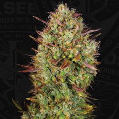 T.H.Seeds™ Cannabis Seeds Auto MK-Ultra™, различни опаковки, феминизирани