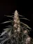 Fast Buds 420 Cannabis Seeds Amnesia Haze Auto