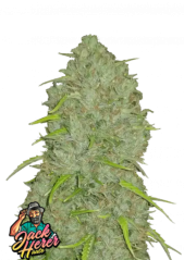 Fast Buds Żerriegħa tal-Kannabis Jack Herer Auto