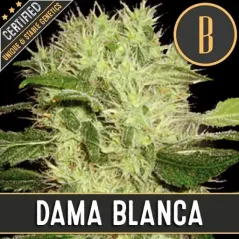 Blimburn Seeds Semillas de Cannabis Dama Blanca Feminizada