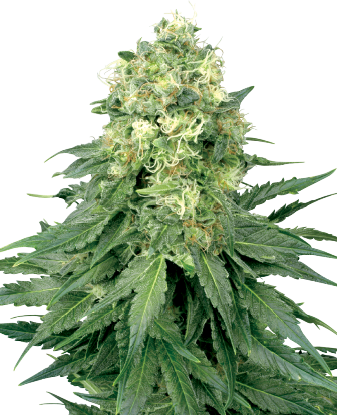 Sensi Seeds Cannabisfrø White Widow Feminiseret af White Label, 3-10 stk.