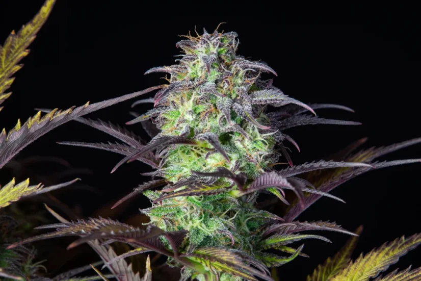 Fast Buds Cannabis Seeds Blueberry Auto