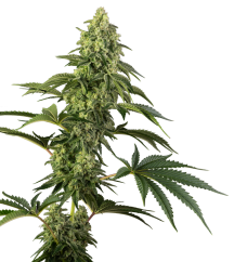 Sensi Seeds Cannabisfrø Cosmic Kiss® feminisert, 3-10 stk.