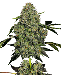 Sensi Seeds Cannabis Seeds OG Kush Automatic Feminized by White Label, 3-10 pcs