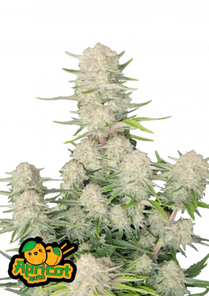 Fast Buds Cannabis Seeds Apricot Auto