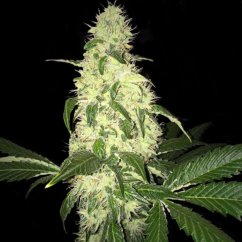 T.H.Seeds™ Semillas de cannabis Afghaniberry, paquete de 5+1, lanzamiento limitado, regular